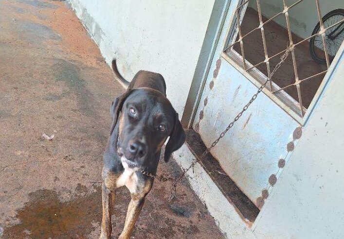 Flagrante de Maus-Tratos é registrado em Guaíra