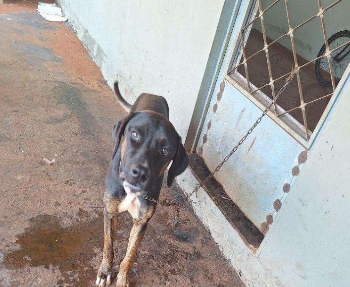 Flagrante de Maus-Tratos é registrado em Guaíra