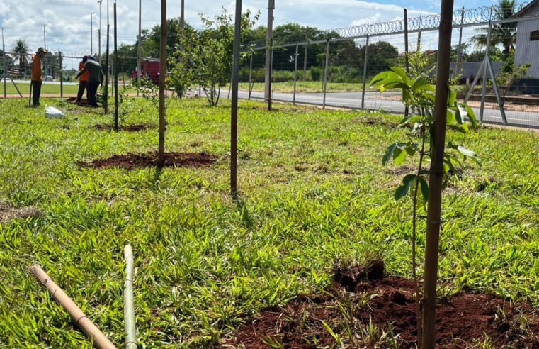 Prefeitura de Barretos planta mais de mil mudas de árvores no entorno do Hospital de Amor