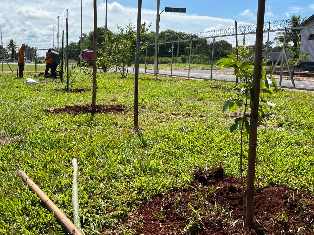Prefeitura de Barretos planta mais de mil mudas de árvores no entorno do Hospital de Amor