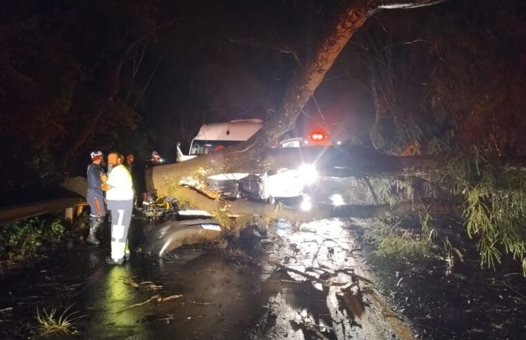 Van colide contra árvore e deixa feridos na Assis Chateaubriand