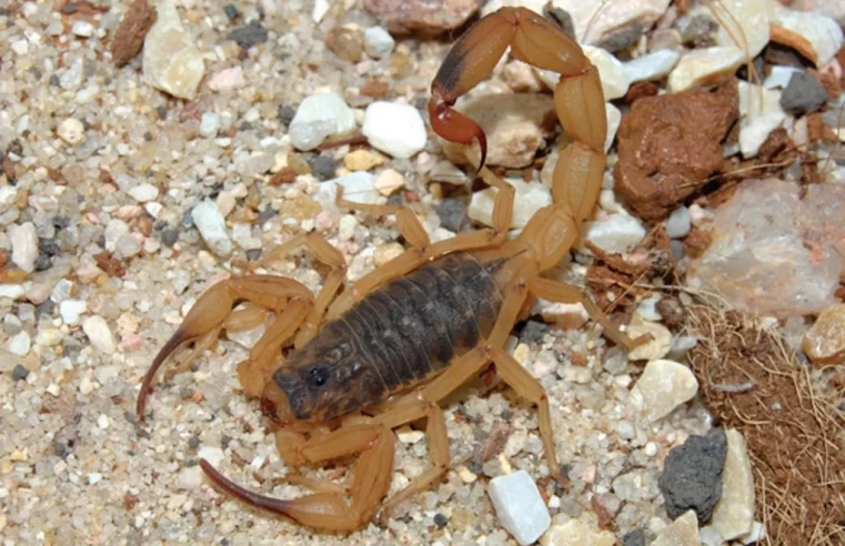 Por que aumentaram os acidentes por picada de escorpião? Butantan explica