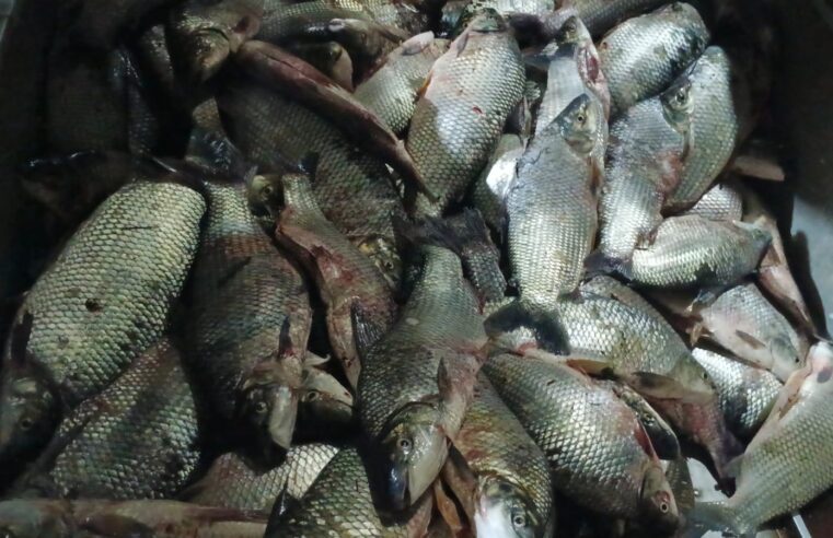 Polícia Militar Ambiental apreende 132 quilos de peixes capturados por meio de prática criminosa em Colômbia/SP