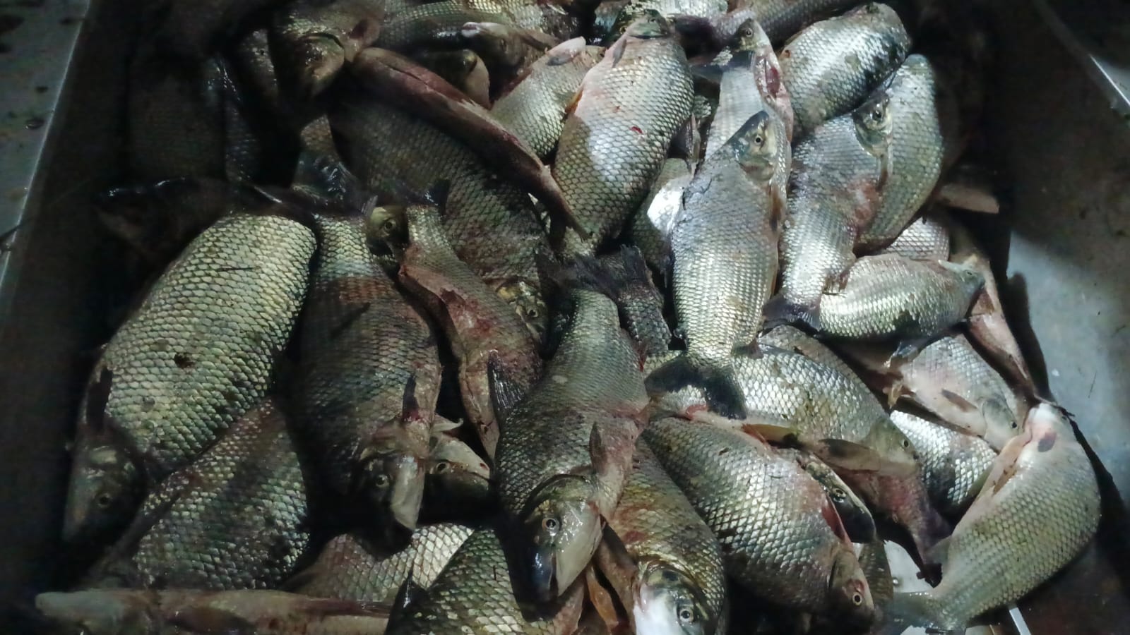 Polícia Militar Ambiental apreende 132 quilos de peixes capturados por meio de prática criminosa em Colômbia/SP