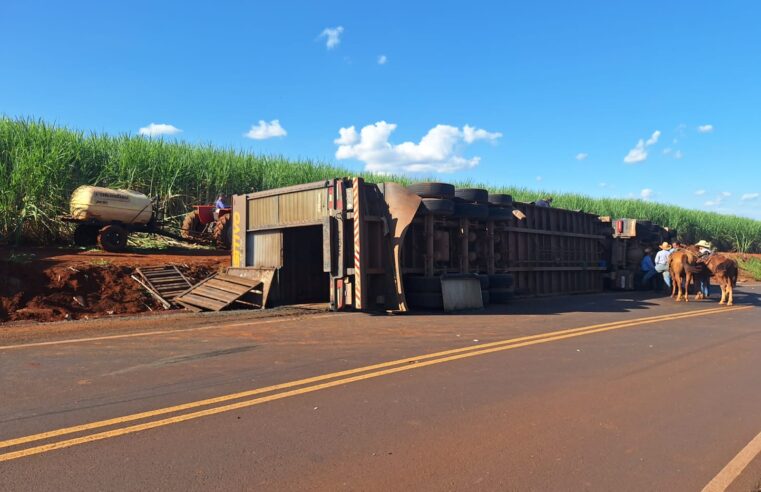 Carreta com 50 cabeças de gado tomba na vicinal Barretos-Jaborandi