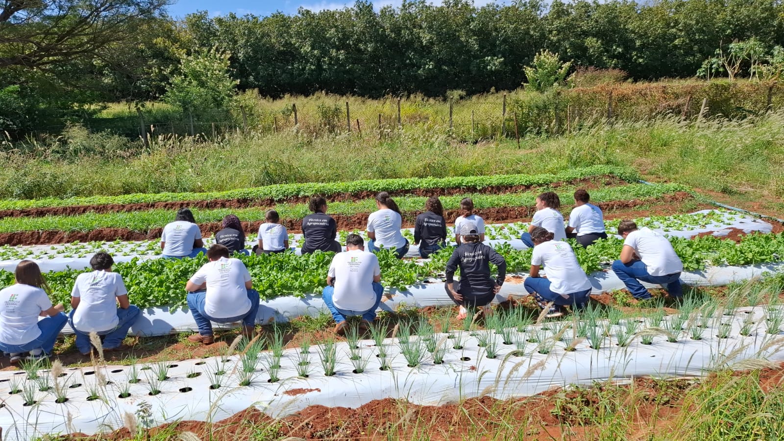 Alunos do IFSP Campus Barretos desenvolvem atividades práticas e iniciam colheita na unidade agrícola