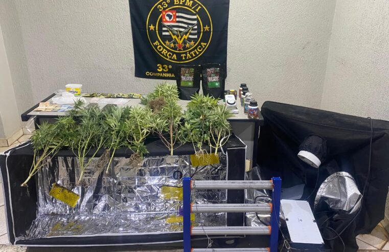 PM prende homem por tráfico de drogas em Olímpia e apreende pés de maconha e cocaína